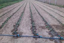 Nowo posadzona plantacja truskawki (doświadczenie Instytutu Ogrodnictwa)
